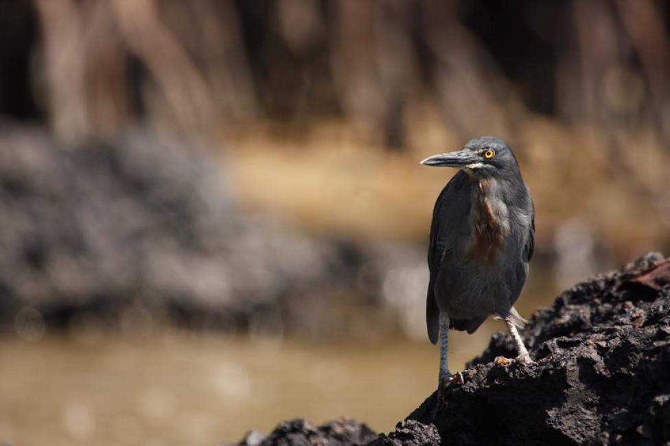 Garza de lava (Butorides sunderwalli)